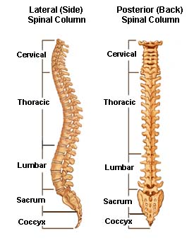 spine3-BB